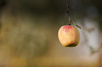 Fresh apples in natural setting