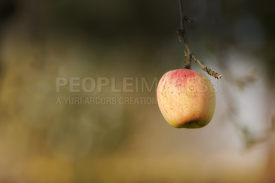 Buy stock photo Nature, farm and apple on trees in orchard for growth, harvest and organic produce outdoors. Agriculture, natural background and fruit for sustainability, ecology and healthy food in countryside