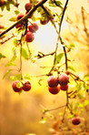 Fresh apples in natural setting