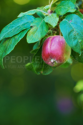 Buy stock photo Apple, tree and farm with agriculture, sustainable and fruit growth with health and nutrition in produce. Organic, garden and food production in countryside with leaves, branch and green plant