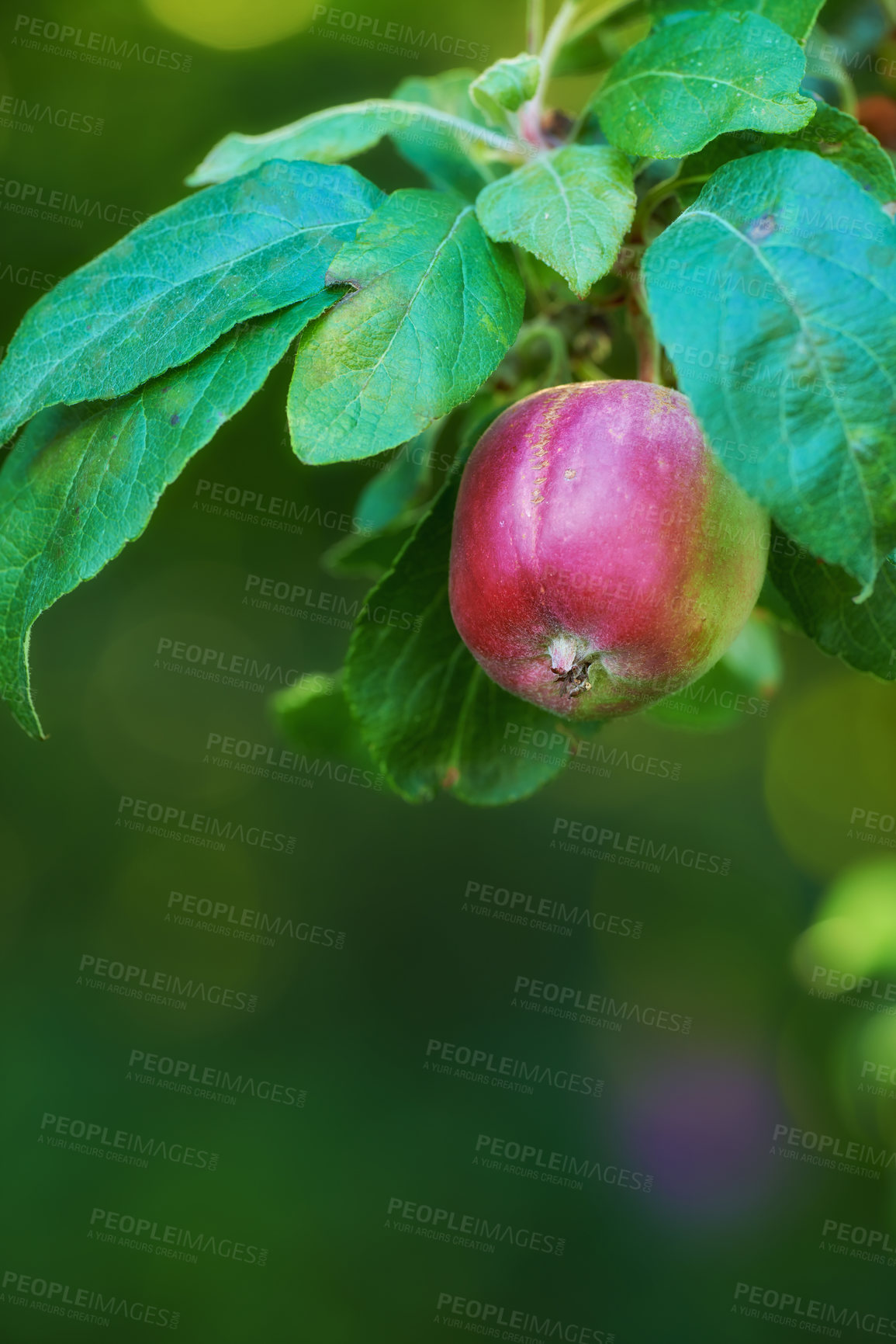 Buy stock photo Apple, tree and farm with agriculture, sustainable and fruit growth with health and nutrition in produce. Organic, garden and food production in countryside with leaves, branch and green plant