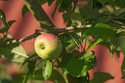 Buy stock photo Apple tree, nutrition and wallpaper for healthy diet, wellness or vegan food as snack or harvest. Texture, background and fruit for fiber, vitamins and organic as fresh produce in agriculture or farm