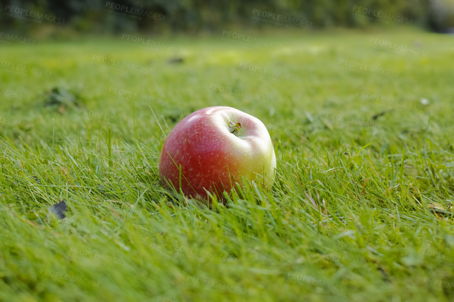 Buy stock photo Apple, field and farm with agriculture, sustainable and fruit growth with health and nutrition in produce. Organic, garden and food production in countryside with grass, ground and green plant