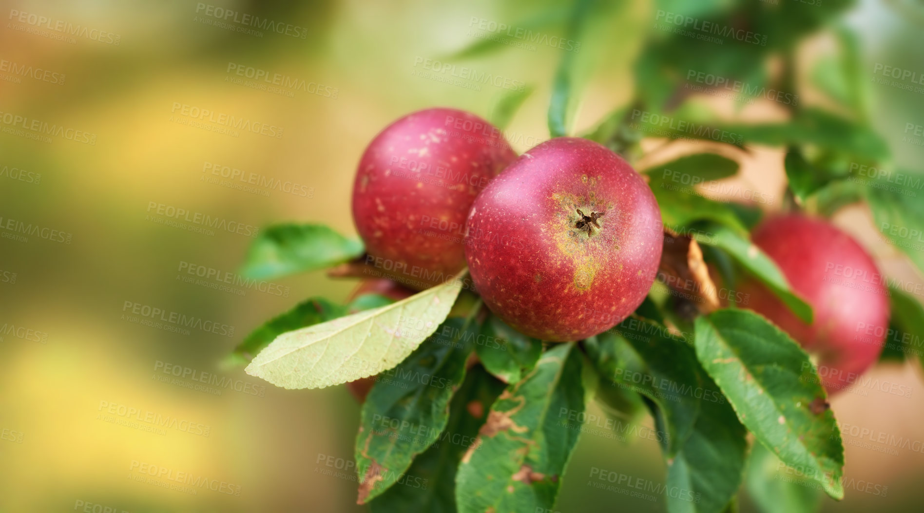 Buy stock photo Fruits, apple tree and background for healthy diet, wellness and food as snack or harvest in farming. Wallpaper, nutrition and textures for fiber, vitamins and organic as fresh produce in agriculture