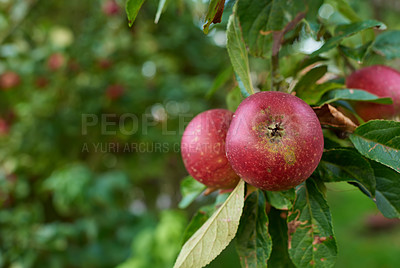 Buy stock photo Red apples, tree and farming for healthy diet, wellness and food for snack or harvest as texture. Backgrounds, nutrition and wallpaper for fruits, vitamins and organic as fresh produce in agriculture