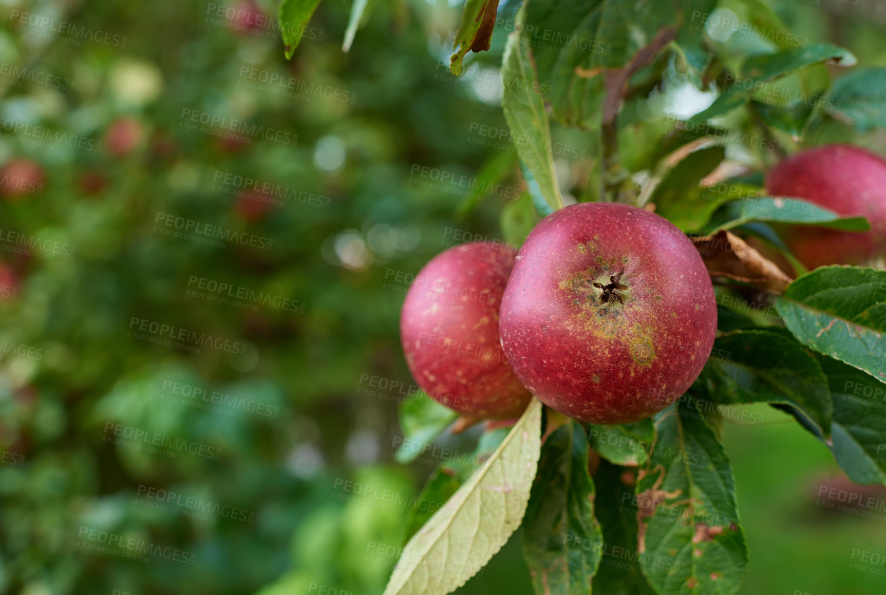 Buy stock photo Red apples, tree and farming for healthy diet, wellness and food for snack or harvest as texture. Backgrounds, nutrition and wallpaper for fruits, vitamins and organic as fresh produce in agriculture