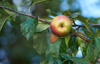 Buy stock photo Apples, tree and farming for harvest, wellness and food for snack or healthy diet as texture. Background, nutrition and wallpaper for fruit, vitamins and organic as fresh produce in agriculture