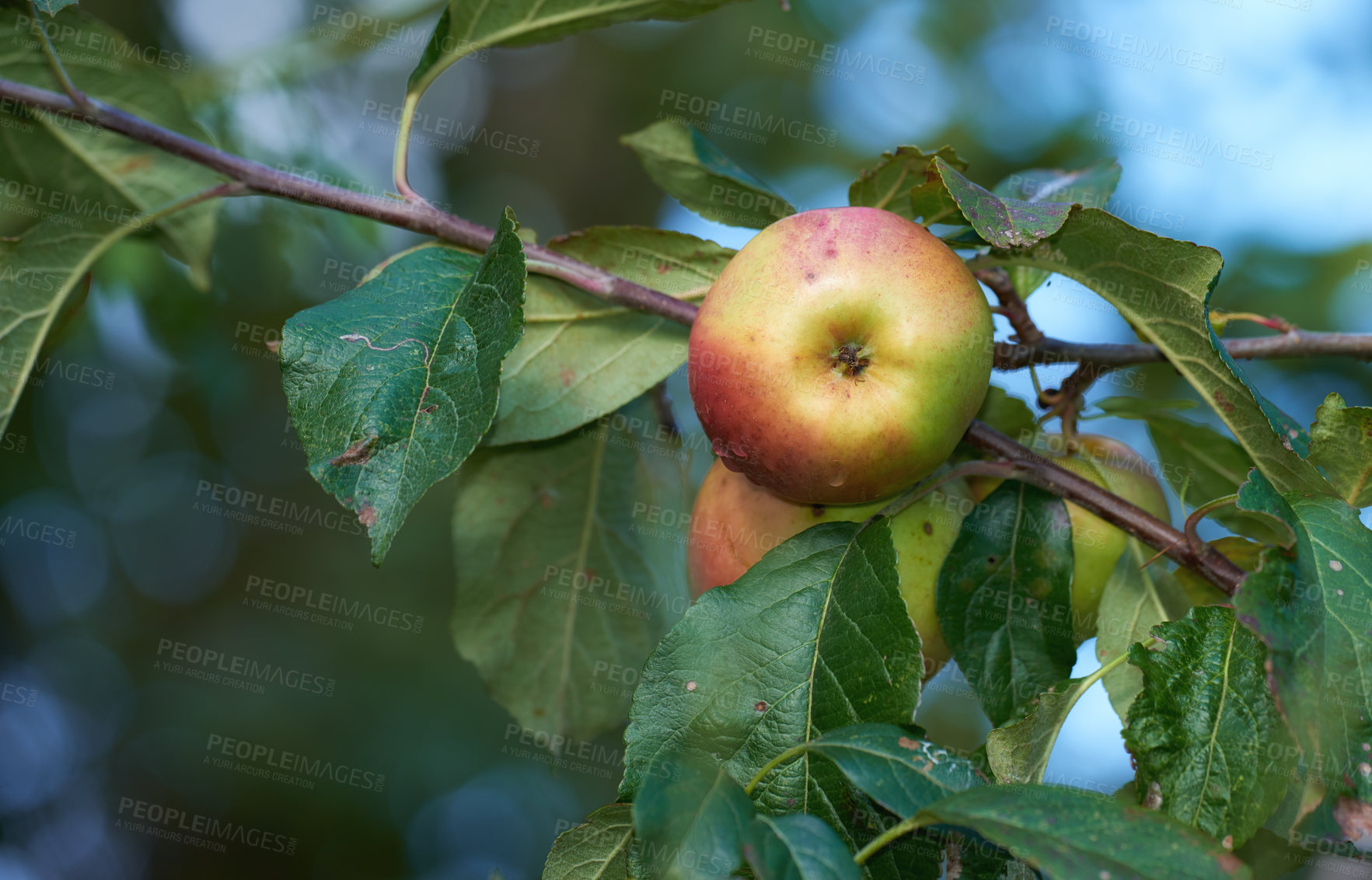 Buy stock photo Apples, tree and farming for harvest, wellness and food for snack or healthy diet as texture. Background, nutrition and wallpaper for fruit, vitamins and organic as fresh produce in agriculture