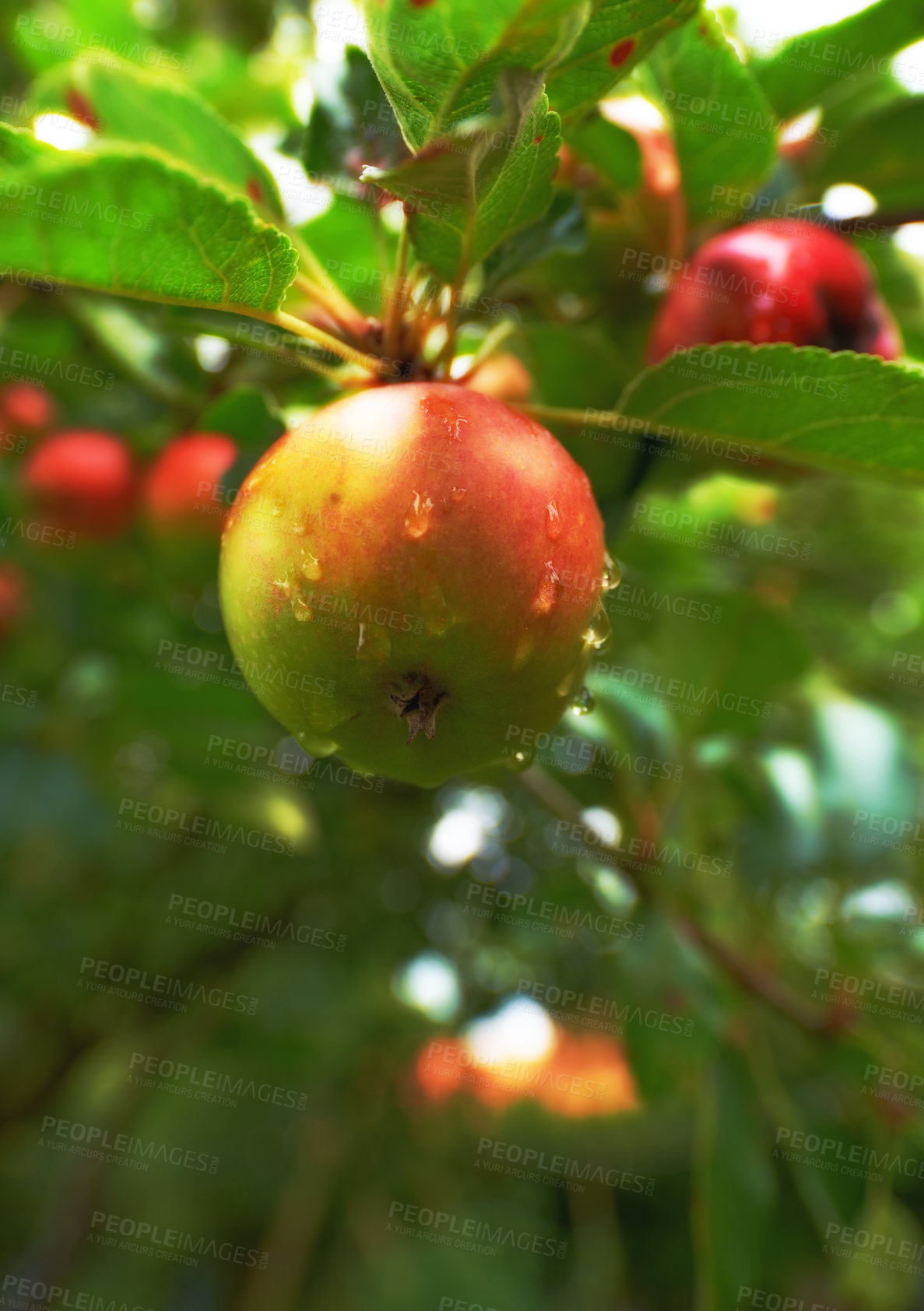 Buy stock photo Branch, farm and apple on trees in nature for growth, harvest and organic produce outdoors. Agriculture, natural background and fruit for sustainability, ecology and healthy food in countryside