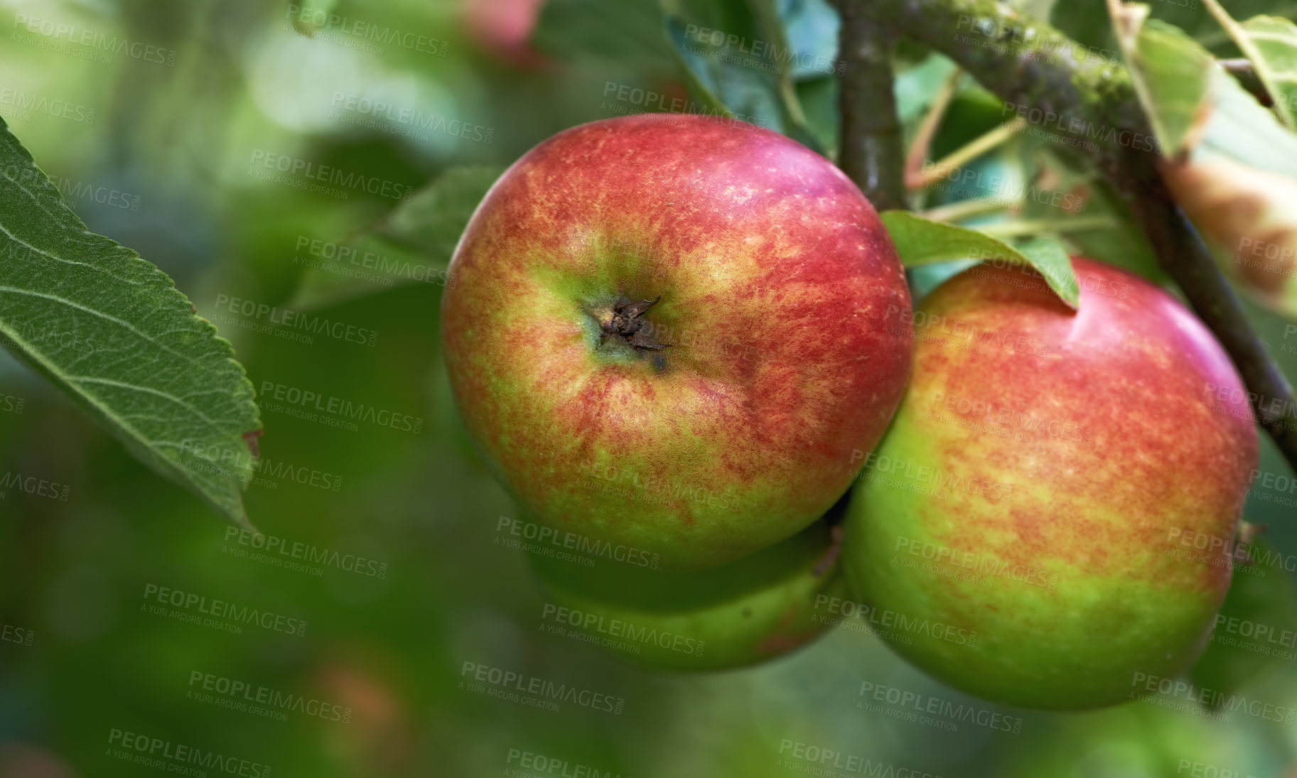 Buy stock photo Nature, farm and apples on trees in orchard for growth, harvest and organic produce outdoors. Agriculture, natural background and fruit for sustainability, ecology and healthy food in countryside