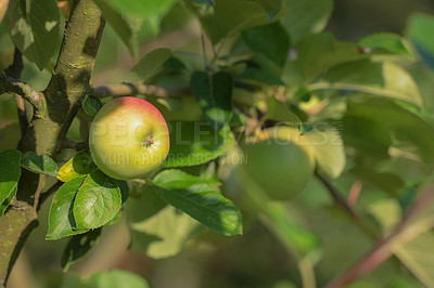 Buy stock photo Tree, apples and nutrition for healthy diet, wellness and vegan food as snack or harvest in farming. Wallpaper, background and texture for fiber, vitamins and organic as fresh produce in agriculture