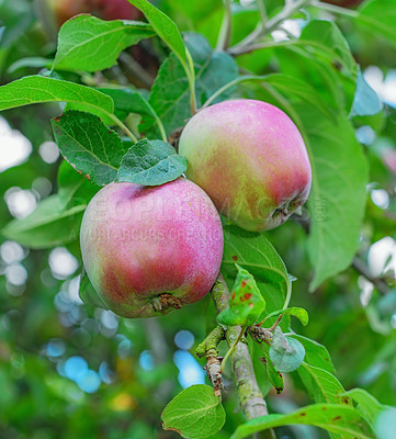 Buy stock photo Nature, farming and apples on tree in orchard for growth, harvest and organic produce outdoors. Agriculture, natural background and fruit for sustainability, ecology and healthy food in countryside