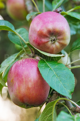 Buy stock photo Tree, red apples and wallpaper for healthy diet, wellness and vegan food as snack or harvest. Nutrition, background and texture for fiber, vitamins and organic as fresh produce in agriculture or farm