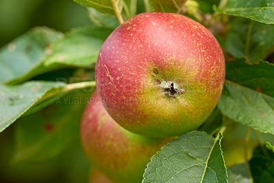 Buy stock photo Texture, apple tree and wallpaper for healthy diet, wellness or vegan food as snack or harvest. Nutrition, background and fiber, vitamins and organic as fresh produce in agriculture or farm.