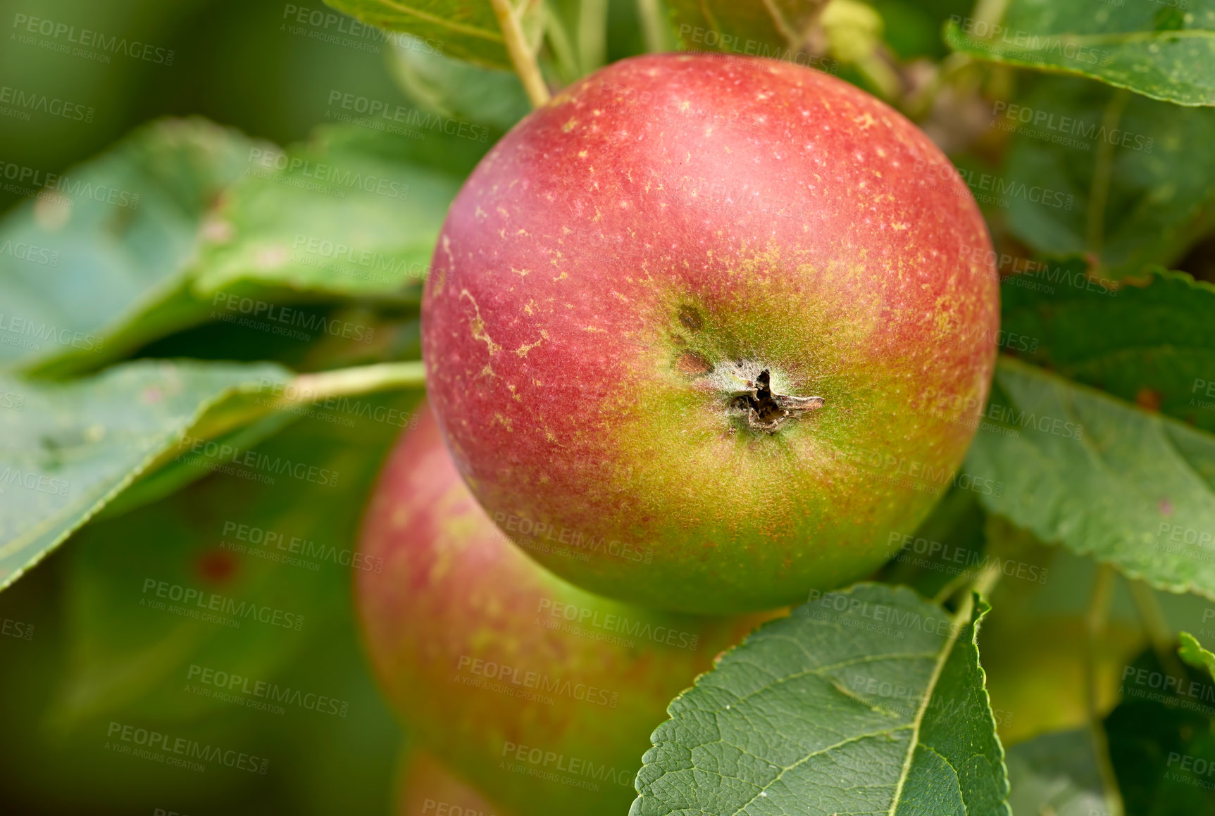 Buy stock photo Texture, apple tree and wallpaper for healthy diet, wellness or vegan food as snack or harvest. Nutrition, background and fiber, vitamins and organic as fresh produce in agriculture or farm.