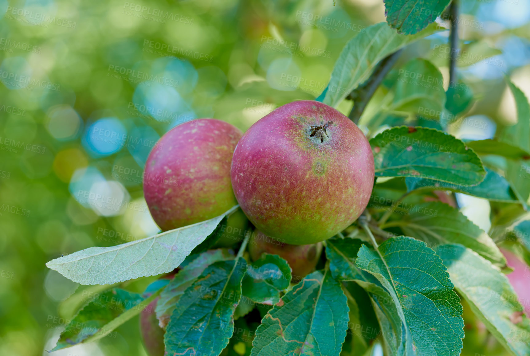 Buy stock photo Nature, farm and apples on tree in orchard for growth, harvest and organic produce outdoors. Agriculture, natural background and fruit for sustainability, ecology and healthy food in countryside