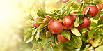 Fresh apples in natural setting