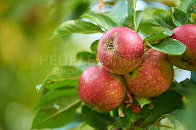 Buy stock photo Red apples, tree and wallpaper for healthy diet, wellness and food as snack or harvest in farming. Backgrounds, nutrition and textures for fruits, vitamins and organic as fresh produce in agriculture