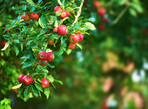 Fresh apples in natural setting