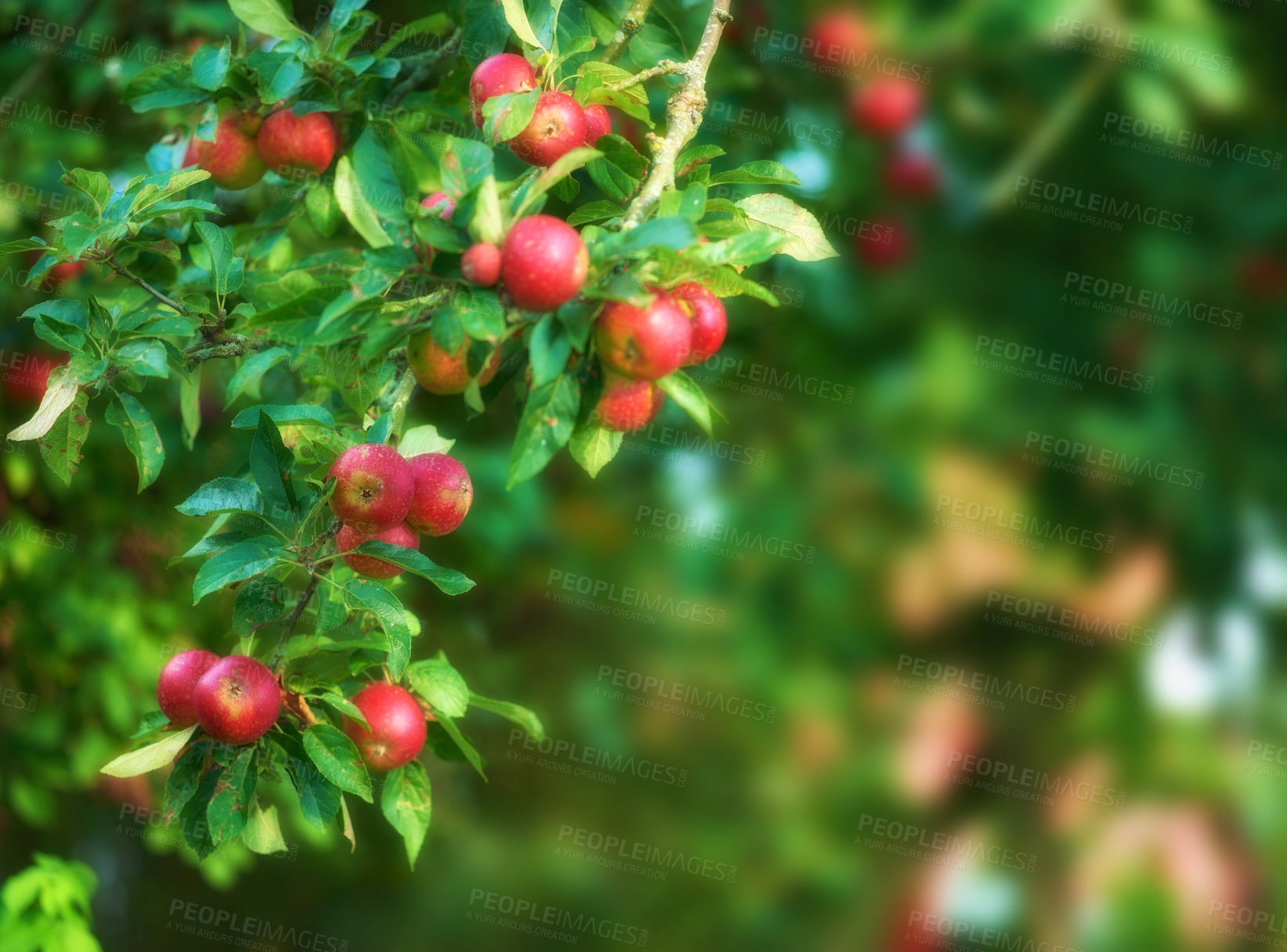 Buy stock photo Fresh apples in natural setting