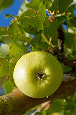 Buy stock photo Nature, farm and green apple on trees in orchard for growth, harvest and organic produce outdoors. Agriculture, natural background and fruit for sustainability, ecology or healthy food in countryside