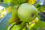 Fresh apples in natural setting