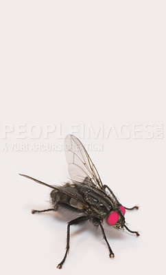 Buy stock photo A photo of an ordinary housefly (Musca domestica)