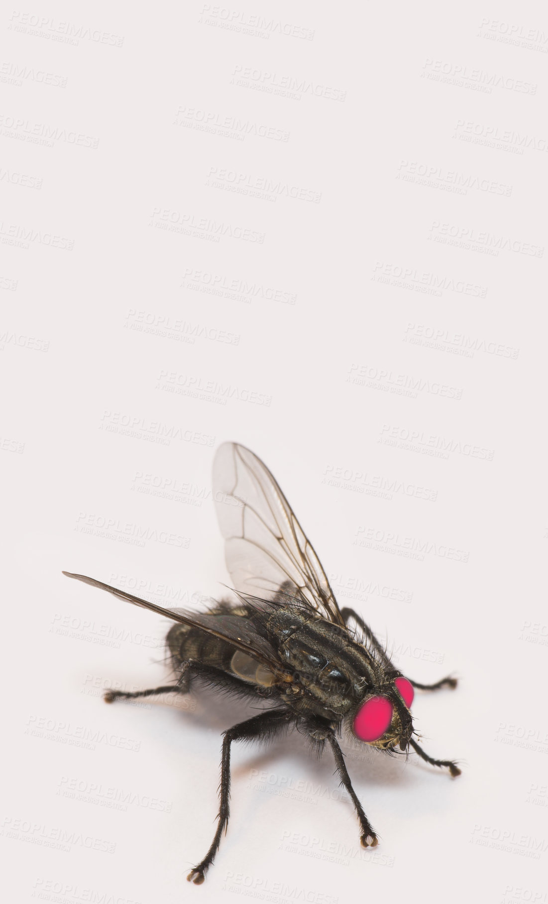 Buy stock photo A photo of an ordinary housefly (Musca domestica)