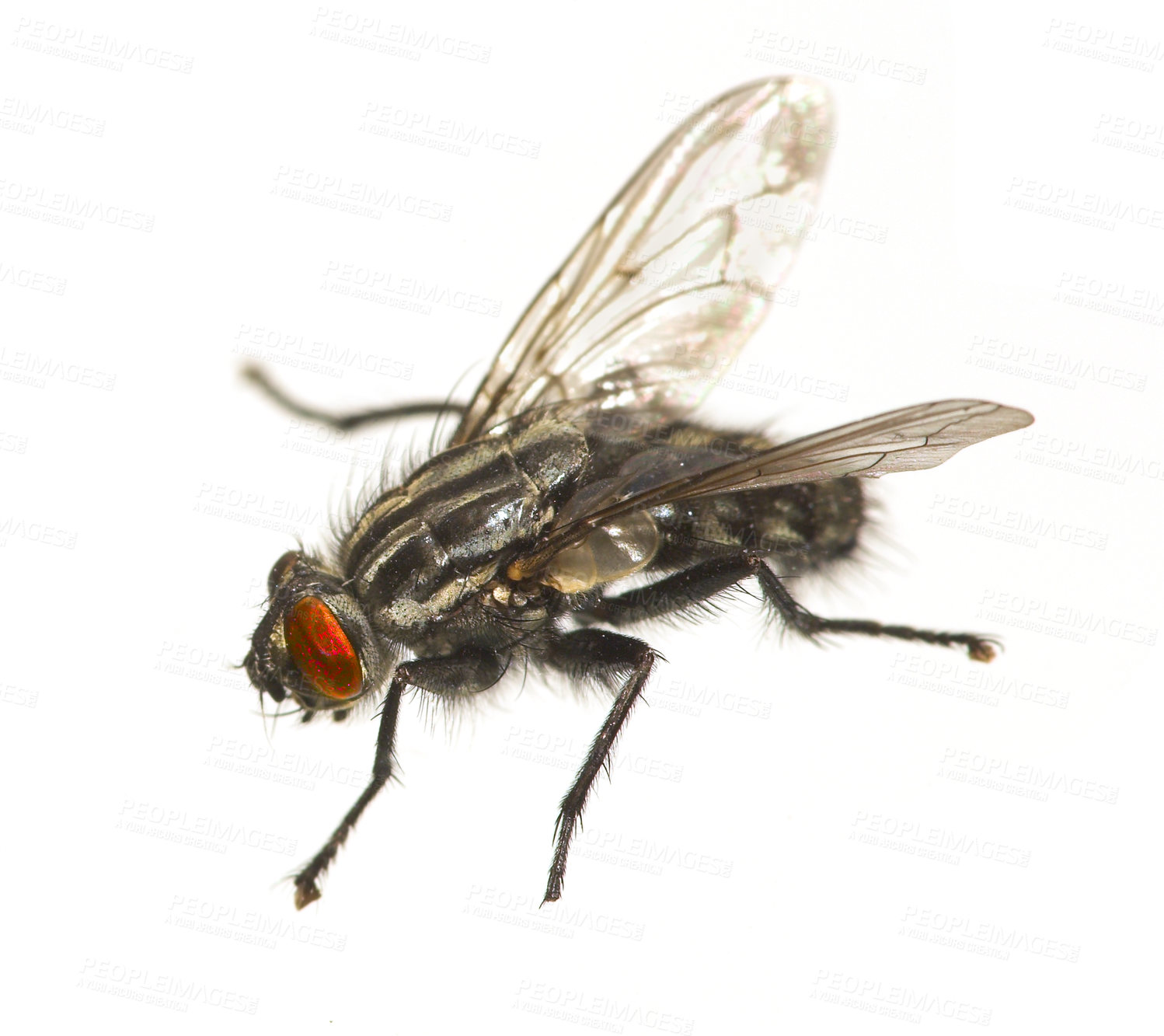 Buy stock photo Fly, bug and insect with wings for science, closeup and common species with form. Housefly, parasite and biology detail for scientific research of pest for disease control with white background