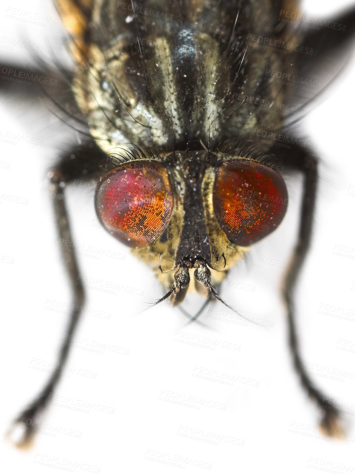 Buy stock photo A photo of an ordinary housefly (Musca domestica)