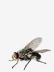 Housefly - Musca domestica