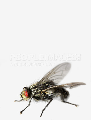 Buy stock photo House, fly and insect as musca domestica in studio for organic waste, nutrient cycling and unhygienic. Creepy, bug and contamination for disease risk, wildlife survival and nature on white background