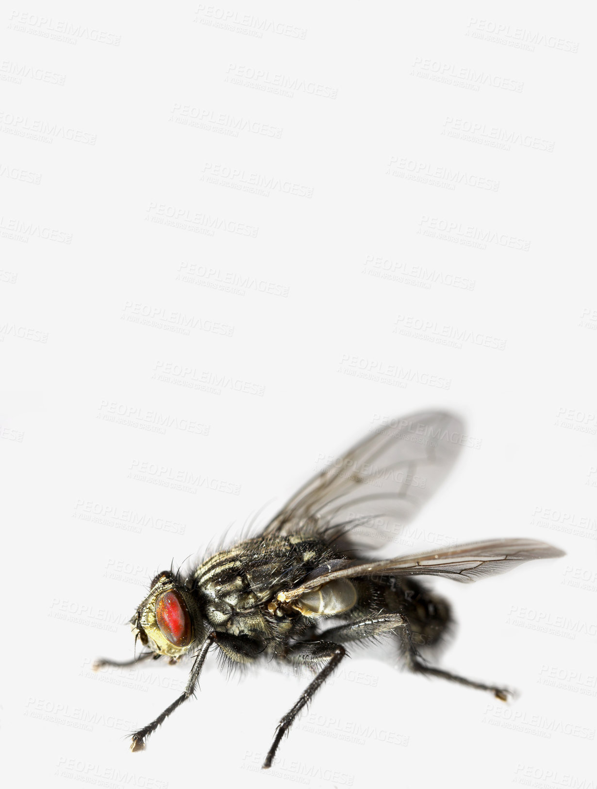 Buy stock photo House, fly and insect as musca domestica in studio for organic waste, nutrient cycling and unhygienic. Creepy, bug and contamination for disease risk, wildlife survival and nature on white background