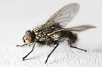 Housefly - Musca domestica