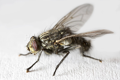 Buy stock photo A photo of an ordinary housefly (Musca domestica)