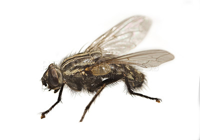 Buy stock photo Animal, insect and fly as musca domestica in studio for organic waste, nutrient cycling and unhygienic. Creepy, bug and contamination for disease risk, wildlife survival or nature on white background