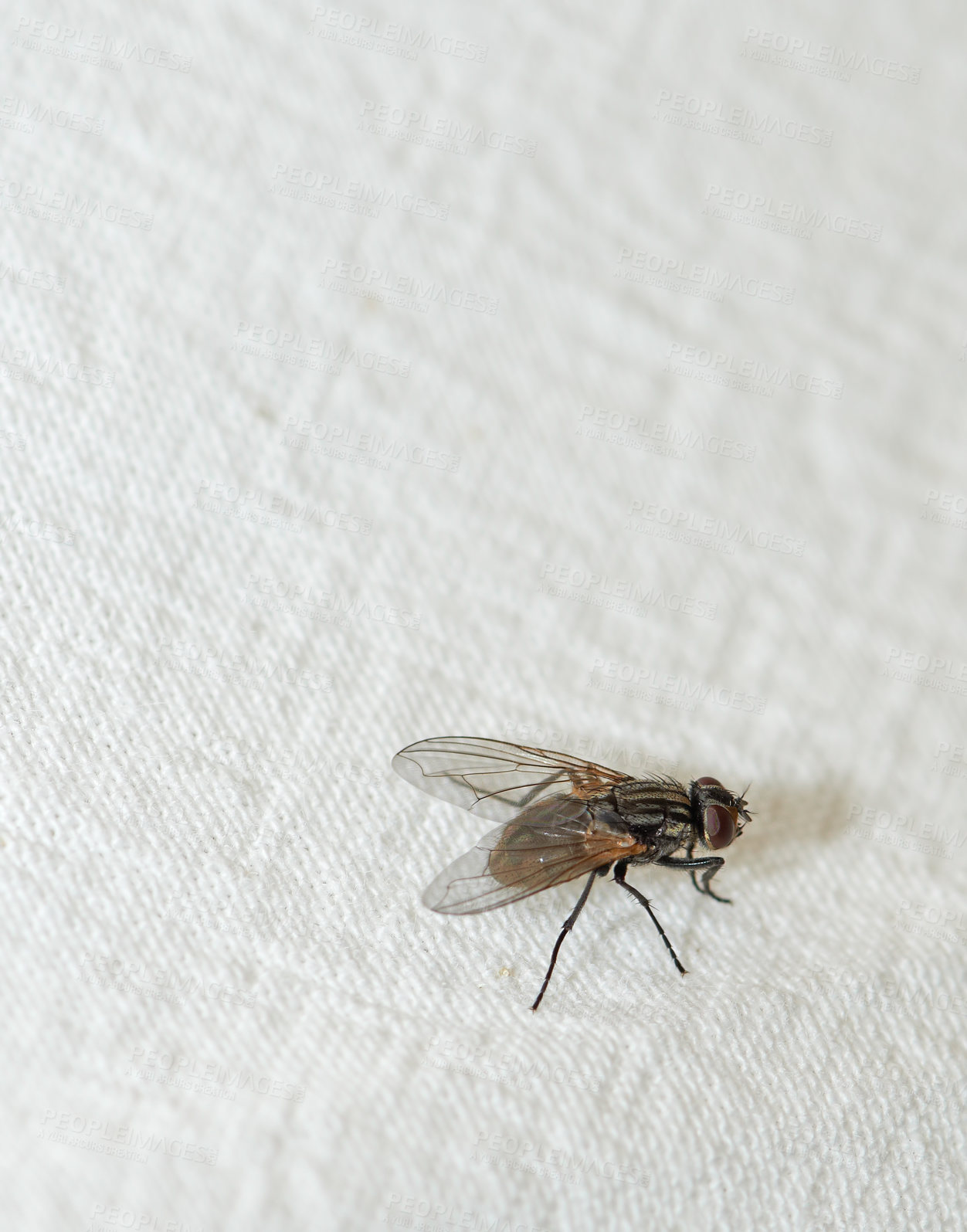 Buy stock photo House, fly and insect as musca domestica on cloth for organic waste, nutrient cycling and unhygienic. Creepy, bug and contamination with disease risk, wildlife survival and nature on white background