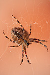 The Walnut Orb-weaver Spider