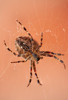 Buy stock photo The Walnut Orb-weaver Spider or Nuctenea Umbratica on a web isolated against a blurred red brick wall. A spider of the Araneidae species hunting. Closeup of striped brown arachnid in nature