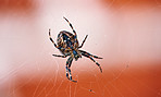 The Walnut Orb-weaver Spider