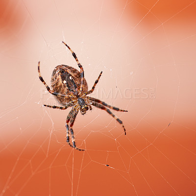 Buy stock photo Walnut orb weaver spider spinning a web outside with copyspace. Closeup of one scary black and brown nuctenea umbratica arachnid from the araneidae species waiting to catch some bug prey in a cobweb