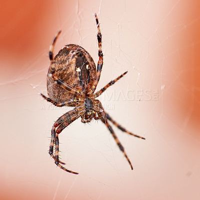 Buy stock photo Closeup of a spider in a web from below, isolated against a white orange background. Striped brown and black walnut orb weaver Spider. The nuctenea umbratica is an arachnid from the araneidae family.