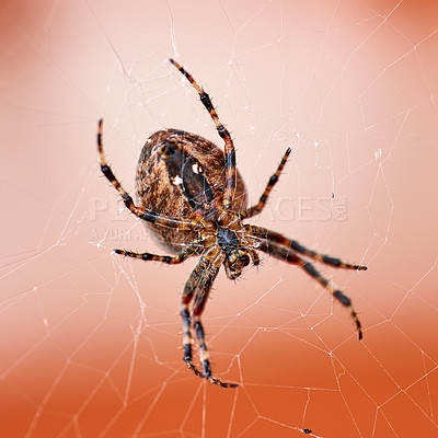 Buy stock photo Closeup of a walnut orb weaver spider spinning a web for prey to be trapped and eaten in a cobweb. Black and brown nuctenea umbratica arachnid from the araneidae species crawling in the wild