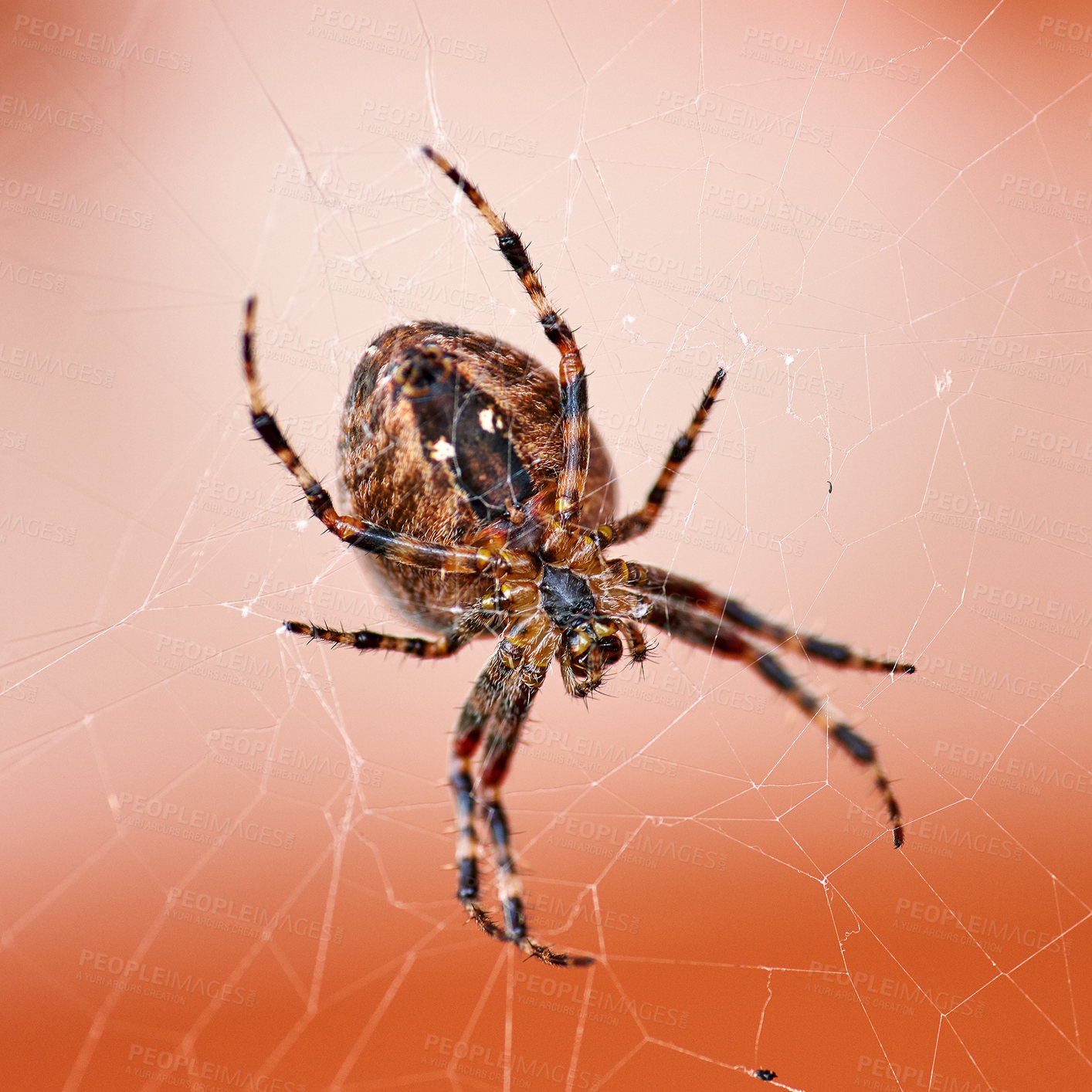 Buy stock photo Closeup of a walnut orb weaver spider spinning a web for prey to be trapped and eaten in a cobweb. Black and brown nuctenea umbratica arachnid from the araneidae species crawling in the wild