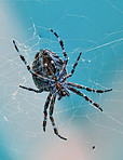 The Walnut Orb-weaver Spider