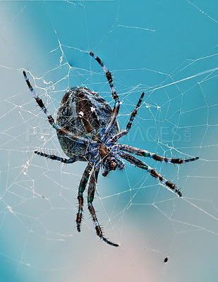 Buy stock photo The Walnut Orb weaver Spider, Nuctenea Umbratica on a web outdoors on summer or spring day isolated on a cloudy sky background. Closeup of an arachnid part of the Araneidae species with a blue color