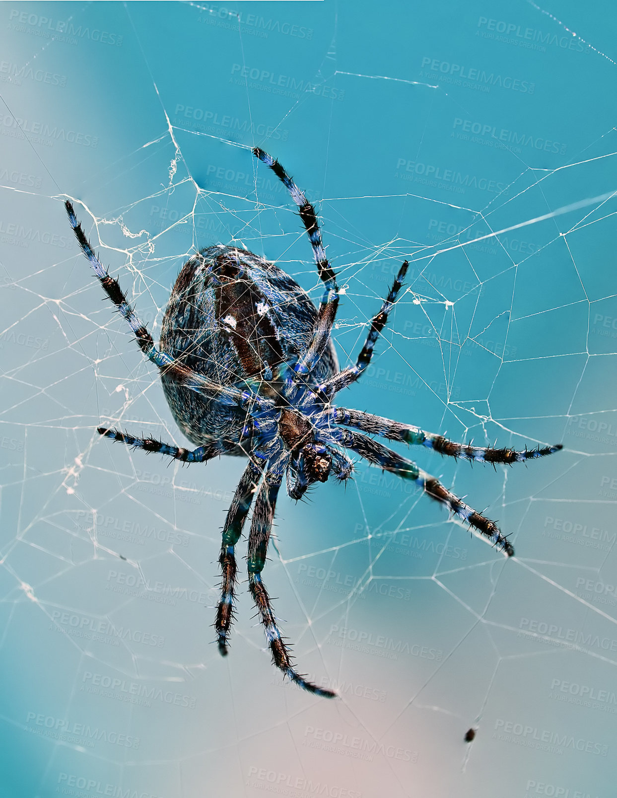 Buy stock photo The Walnut Orb weaver Spider, Nuctenea Umbratica on a web outdoors on summer or spring day isolated on a cloudy sky background. Closeup of an arachnid part of the Araneidae species with a blue color