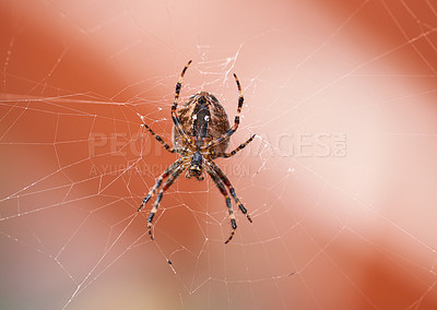 Buy stock photo Closeup of a spider in a web from below, isolated against a white orange background. Striped brown and black walnut orb weaver Spider. The nuctenea umbratica is an arachnid from the araneidae family.