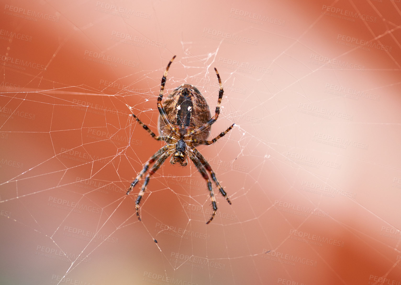 Buy stock photo Closeup of a spider in a web from below, isolated against a white orange background. Striped brown and black walnut orb weaver Spider. The nuctenea umbratica is an arachnid from the araneidae family.