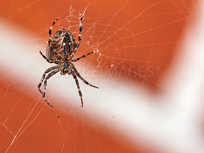 Buy stock photo Below view of a hunting spider in a web, isolated against a blurred red brick wall background. Closeup of a striped brown and black walnut orb weaver spider. The nuctenea umbratica is an arachnid